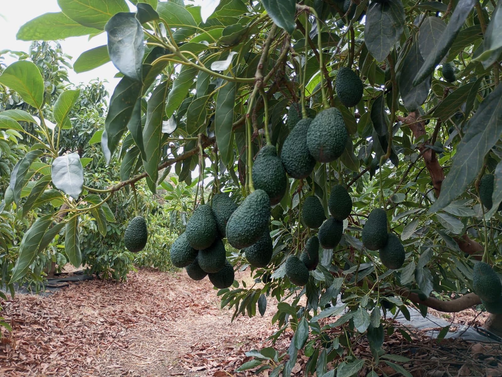 Aguacates Hass colgando del árbol en Vélez-Málaga