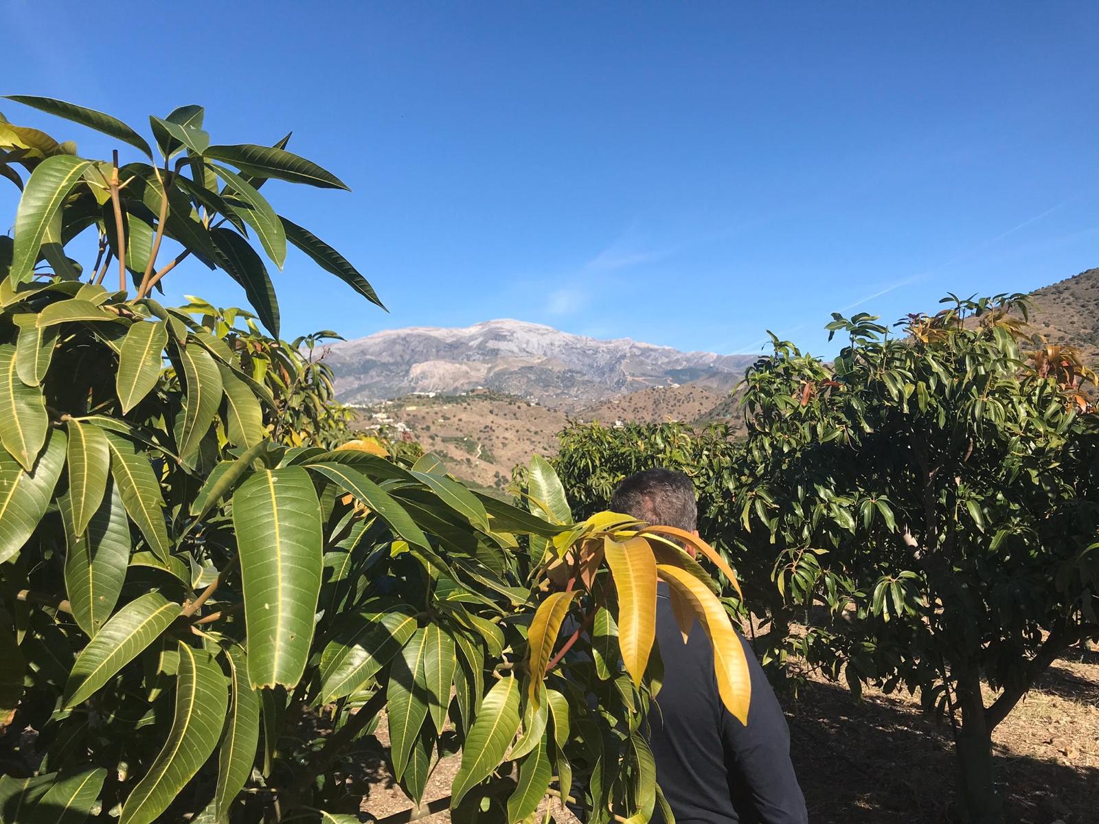 Finca MANGOSUR en la Axarquía malagueña con mangos, aguacates y la sierra al fondo