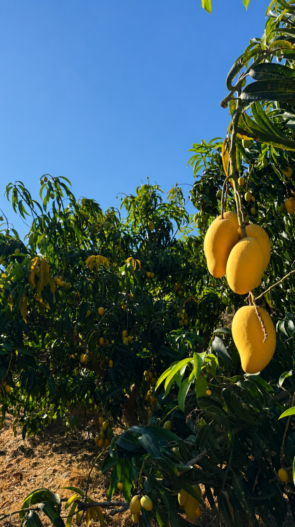 Mangos maduros en el árbol de la finca Mangosur en la Axarquía malagueña